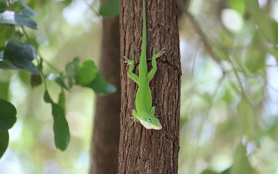 একটি রুক্ষ শস্যের স্তূপ খোসা দিয়ে